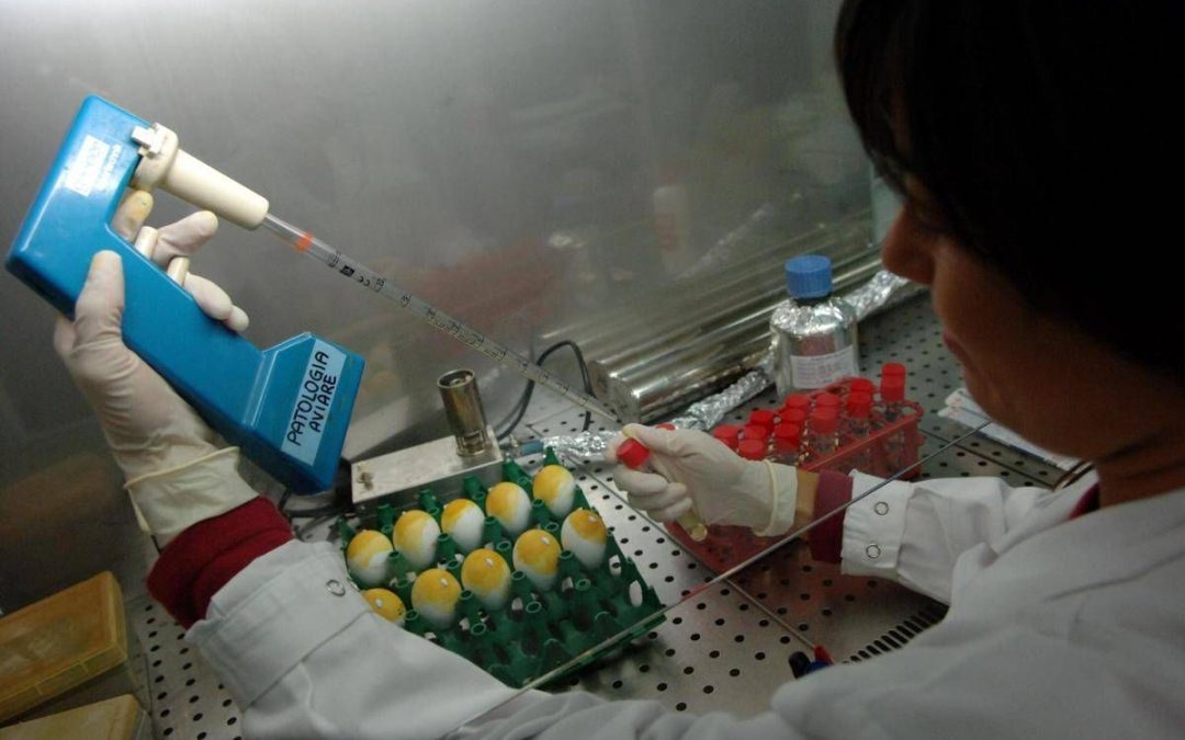 Aviaria, morto negli Usa il primo caso umano di H5N5