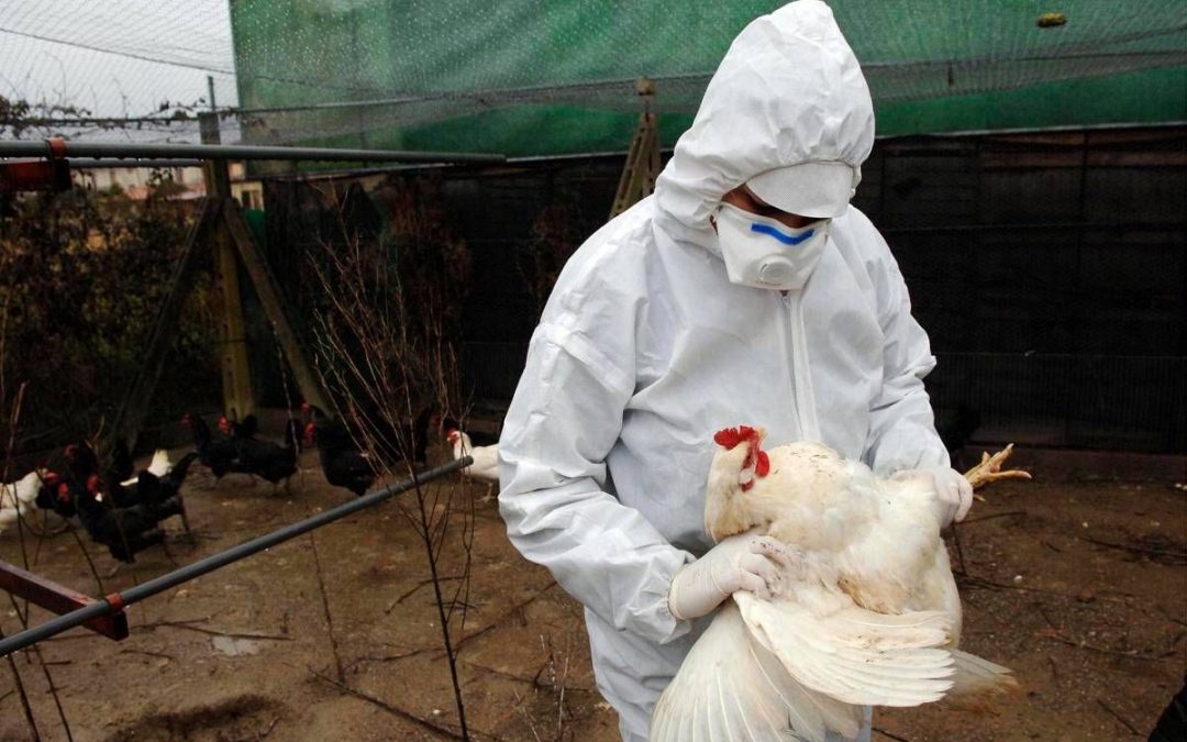 Aviaria la prossima pandemia? L’allarme degli esperti: “Diffusione senza precedenti”