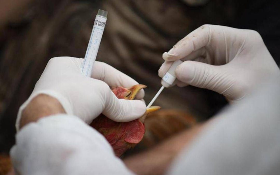 Aviaria si diffonde in Ue, 60 focolai in 3 settimane. Ciccozzi: “Colpa degli allevamenti intensivi”