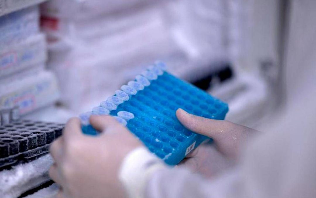 Scoperto il virus gigante Ushikuvirus, lo studio: “Può darci indizi su origine della vita”