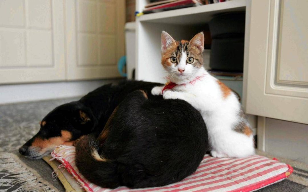 Botti e fuochi d’artificio, come proteggere cani e gatti da stress e rischi