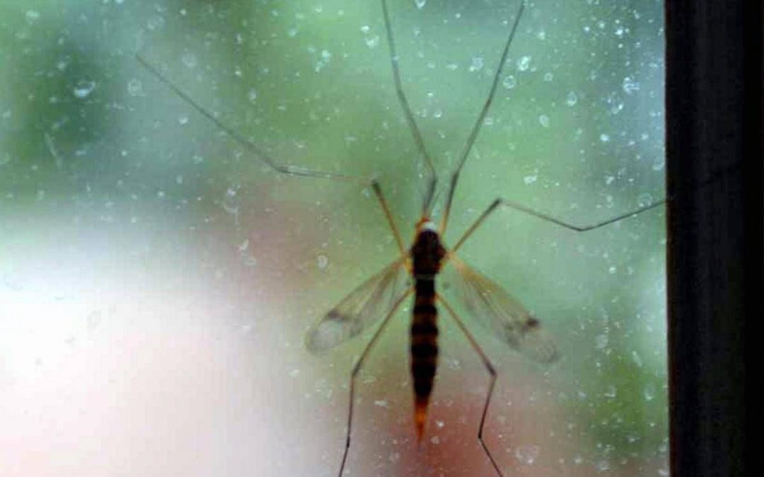 Chikungunya, Ecdc: “70 casi dopo viaggi alle Seychelles, per i turisti rischio alto”