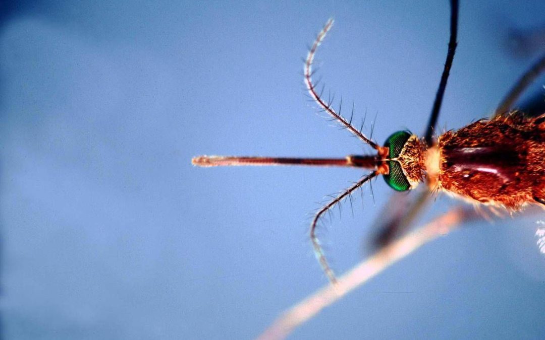 Infettivologi, ‘con cambio clima virus tropicali endemici’