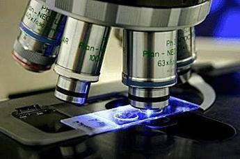 L’esperto italiano: “Bene il primo xenotrapianto di fegato maiale-uomo. Sul rene dati inimmaginabili 2 anni fa”