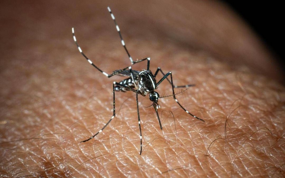 Lotta al West Nile, team italiano sviluppa modello Ia che prevede focolai