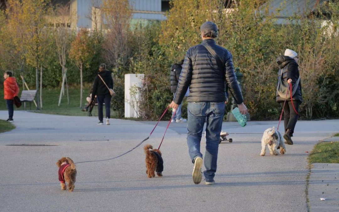Cani, tumori cerebrali e artrosi: cura innovativa con staminali