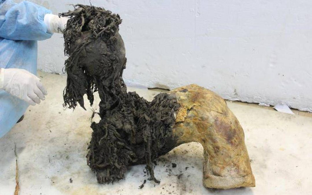 Gli ultimi momenti di vita del mammut lanoso Yuka svelati dall’Rna più antico del mondo