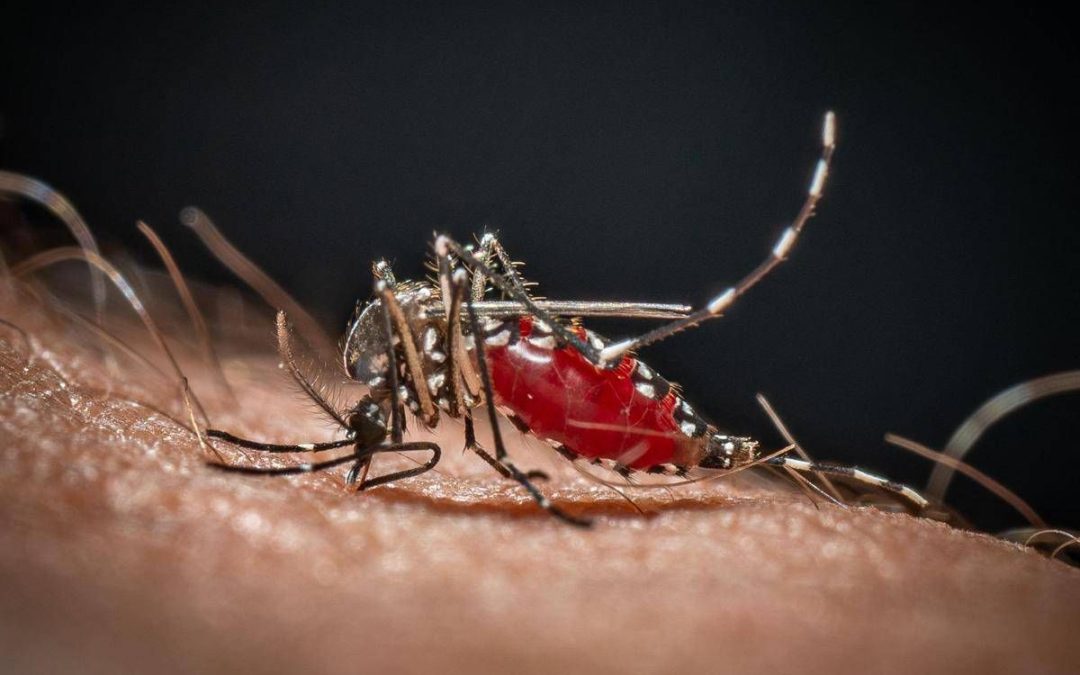 Medici ambiente, ‘zanzare e rischi connessi possibili fino a Natale’