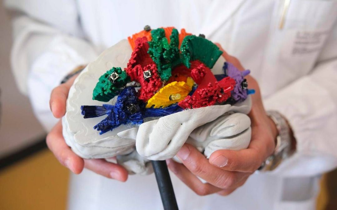 Un atlante 3D per studiare le connessioni del cervello, ecco BraDiPho