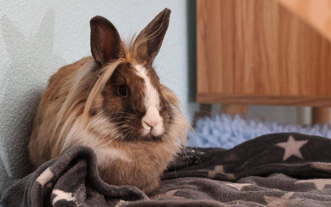 Allarme leishmaniosi in Europa, cos’è la malattia e quali animali la trasmettono