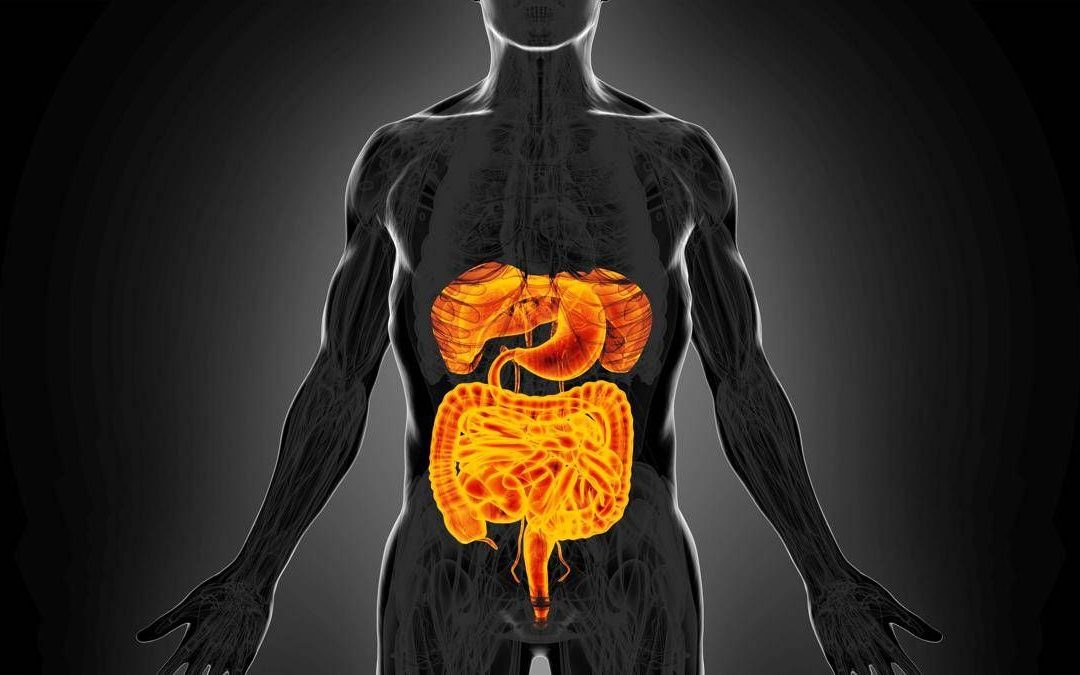 Intestino sempre giovane, è possibile: come fermare invecchiamento e prevenire tumori