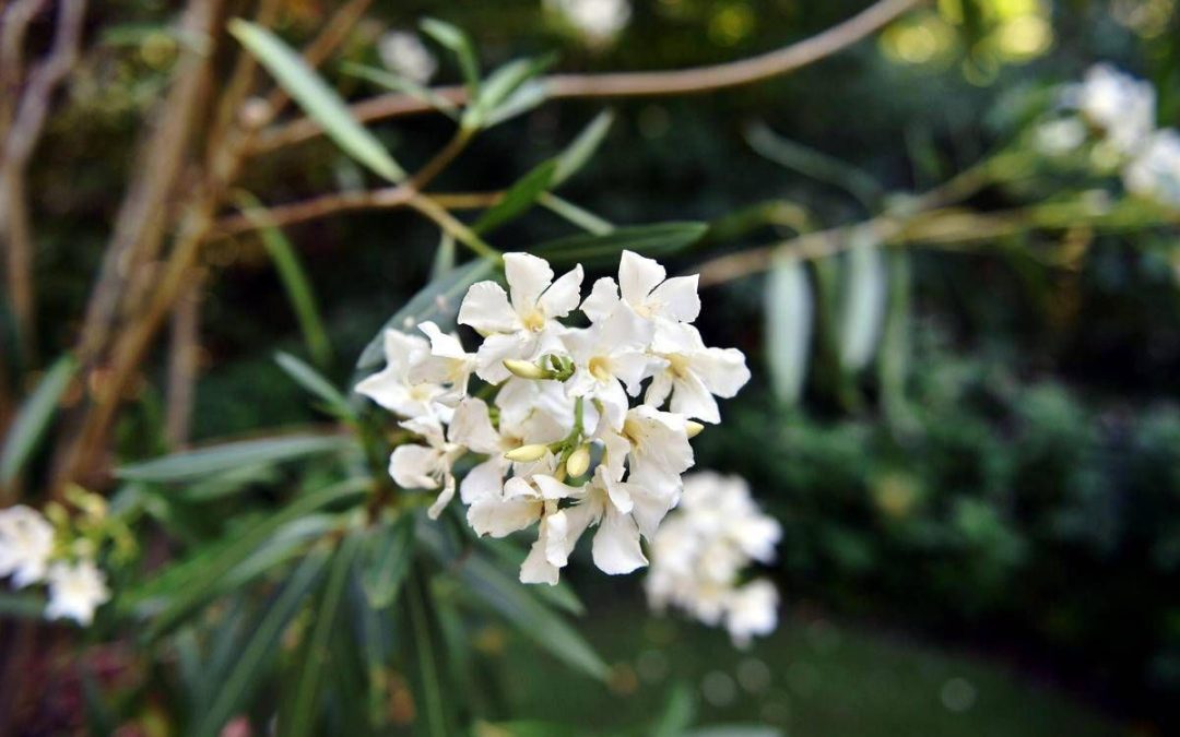 Oleandri, anche il fumo è killer: il caso di 76 bovini morti