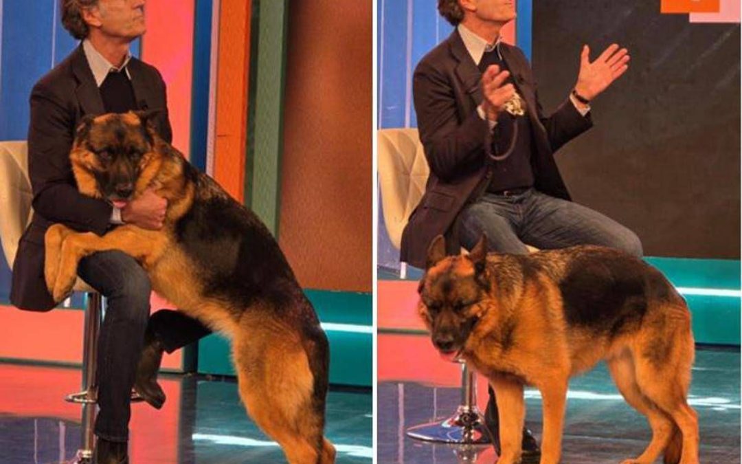 Pitbull attacca padrone e viene ucciso, il veterinario: “Cane non educato diventa problema”