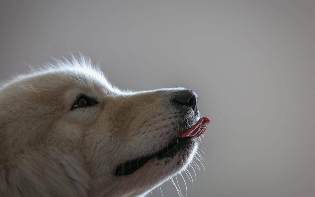 Imparare nuove parole origliando i padroni, ecco i cani con ‘il dono’: lo studio