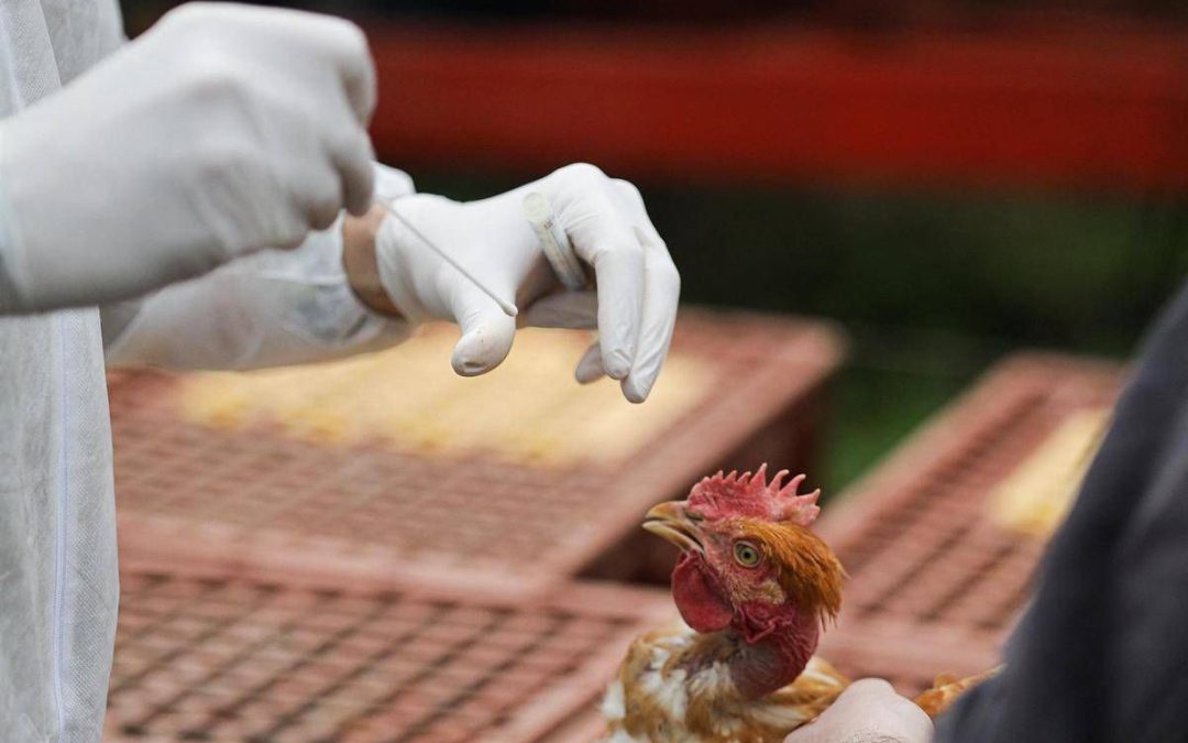 Aviaria, in Lombardia primo caso umano di A H9N2 rilevato in Europa