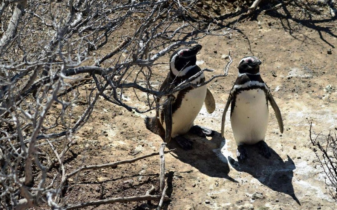 Pinguini sentinelle dell’ambiente in Patagonia, dotati di sensori rilevano inquinanti Pfas