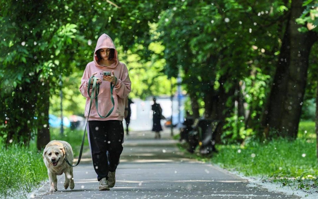 Obbligo di lavare la pipì del cane in strada, Bassetti: “Dal punto di vista scientifico non serve a nulla”