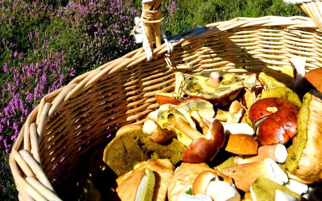 Alimenti: torna la raccolta di funghi, tossicologo Mannaioni ‘controllateli sempre’