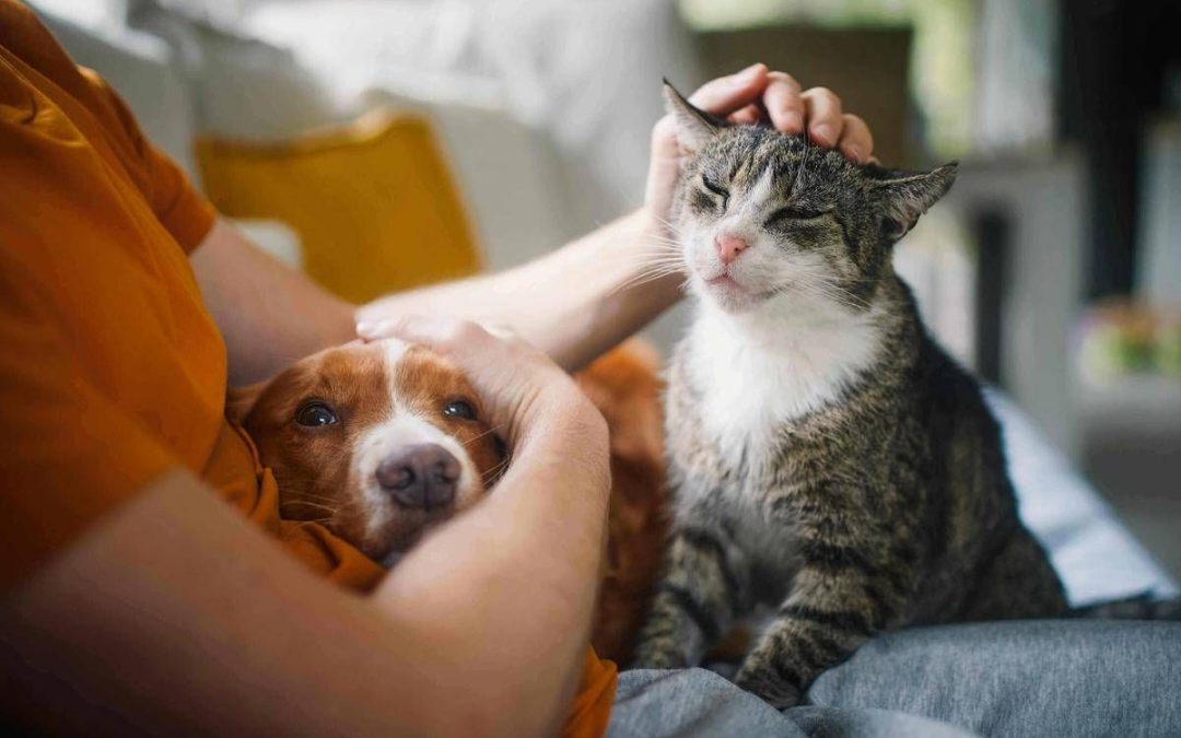 Legame persone-animali non è semplice convivenza, ecco l’effetto ‘pawsitivity’ che fa bene alla salute mentale