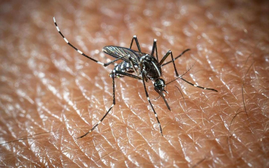 West Nile e Dengue, aumentano i casi in Italia: gli ultimi dati dell’Iss